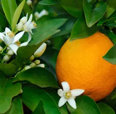 Neroli Pure & Natural Floral Waters 1