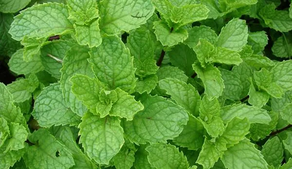 Spearmint Pure Floral Water 1
