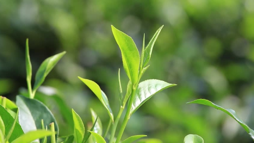 Tea Tree Therapeutic Grade Essential Oil