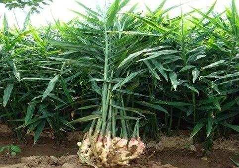 Ginger Co2 Extracts Oils 1