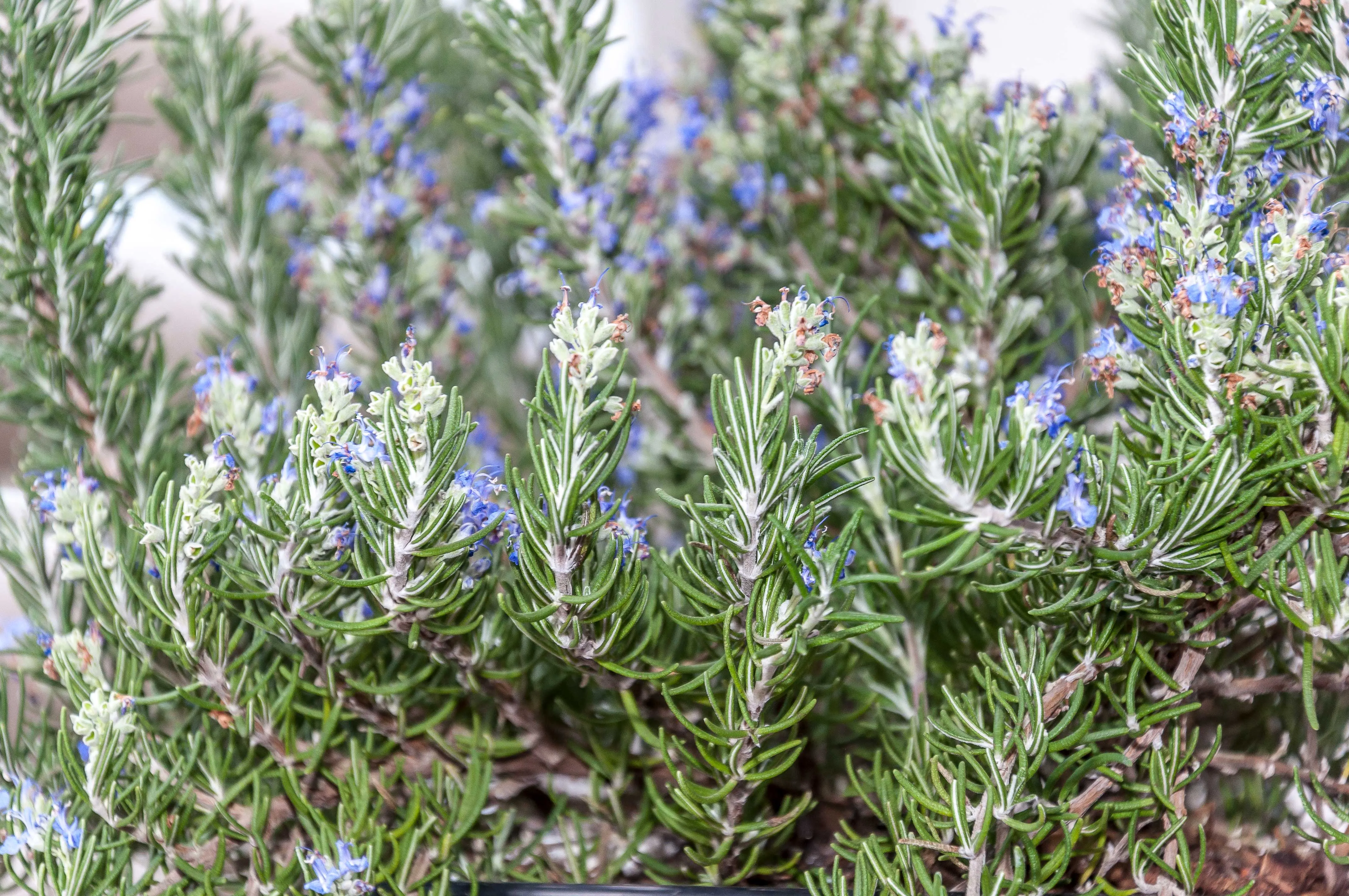 Rosemary CO2 Extracts Oils 1