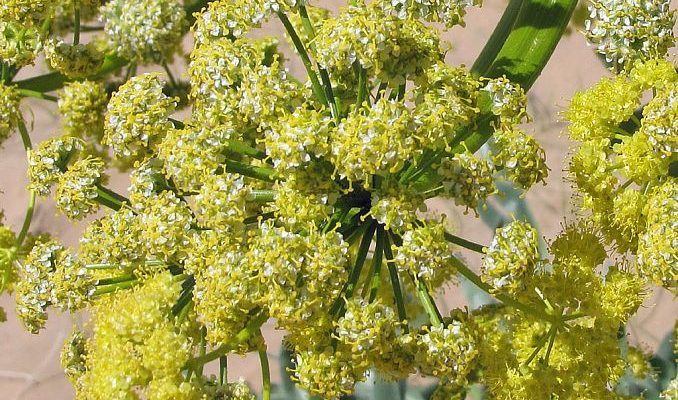 Asafoetida Natural Essential Oils