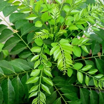 Curry Leaf Natural Essential Oils 1