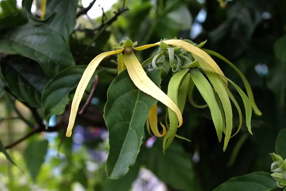 Ylang Ylang Wild Crafted Essential Oils 1