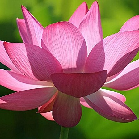 Pink Lotus Floral Absolutes Oils 1