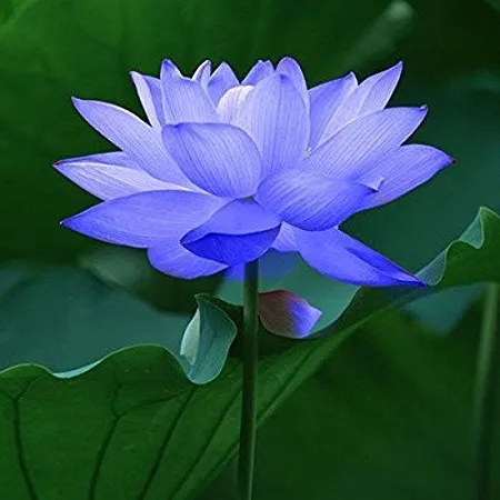Lotus Blue Floral Absolute Oils 1