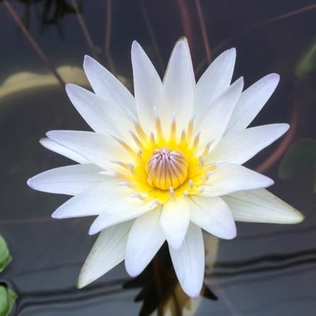 Lotus White Floral Absolute Oils