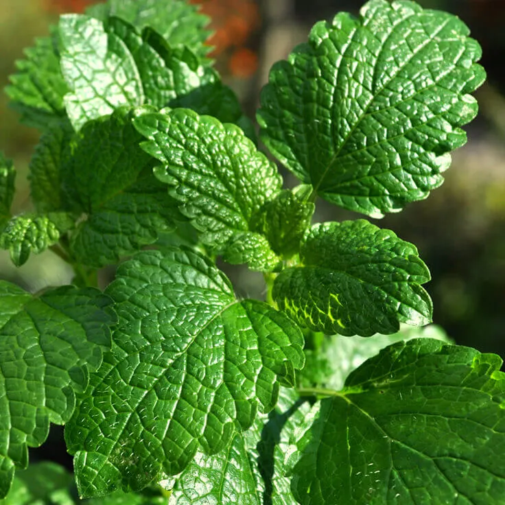 Peppermint Essential Oil Organic 1