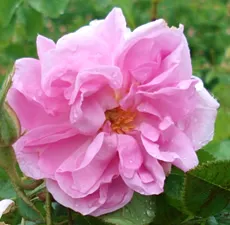 Rose Oil (Hydro Distilled) Absolute Oil 1