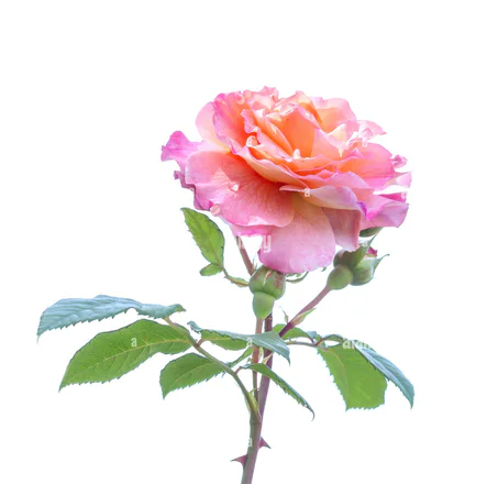 Rose Wild Crafted Essential Oil 1