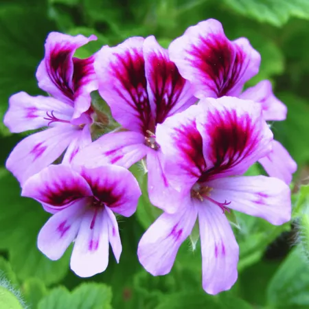 Rose Geranium Pure Floral Waters 1