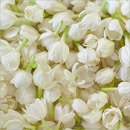 Jasmine Auriculatum Pure Floral Absolute Oil 1