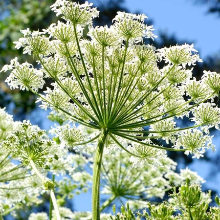 Angelica Pure Floral Waters