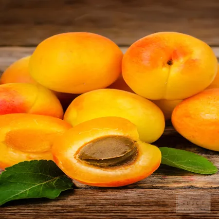 Apricot Kernel Carrier Oil 1