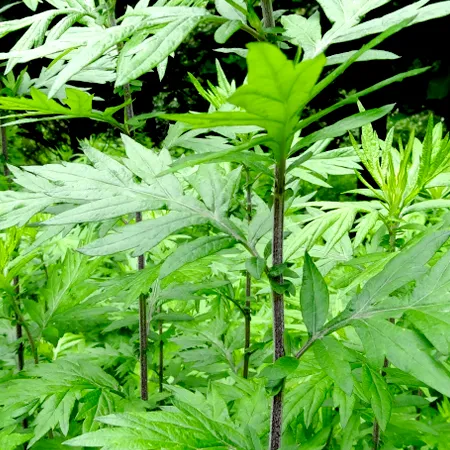 Armoise Mugwort Essential Oils 1