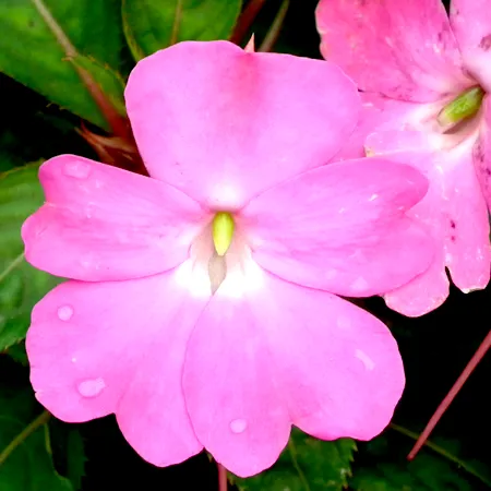 Balsam Essential Oils 1