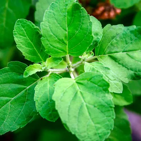 Basil Oil - Certified Organic 1