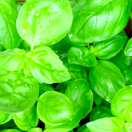 Basil Sweet Essential Oil India