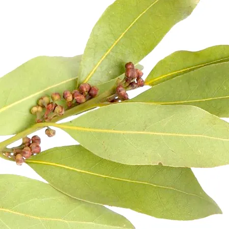 Bay Leaf Pure Essential Oil