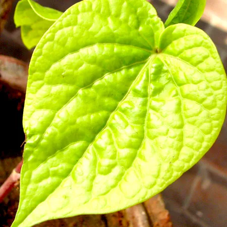 Betel Leaf Essential Oils 1