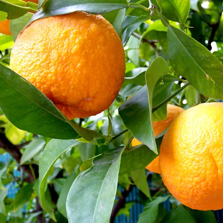 Bitter Orange Essential Oils 1