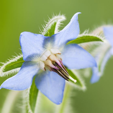 Borage Carrier Oil