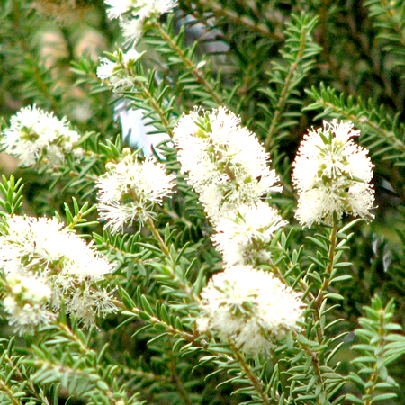 Cajeput Essential Oil