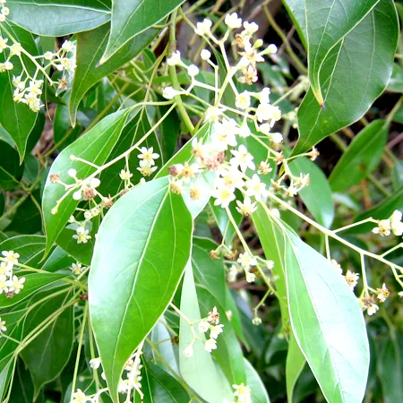 Camphor Essential Oil 1