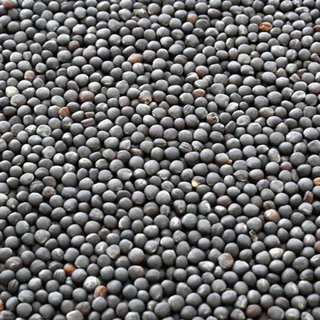 Canola Carrier Oil 1