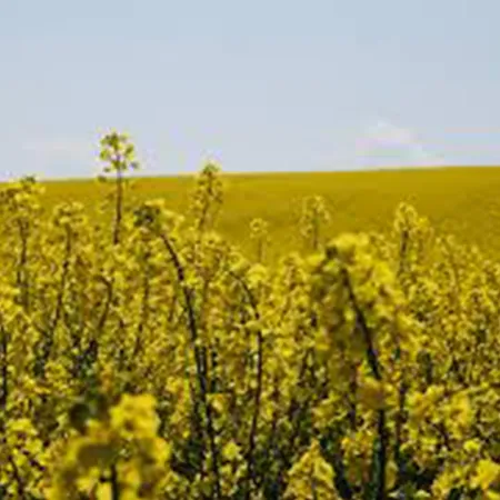 Canola Organic Carrier Oil 1