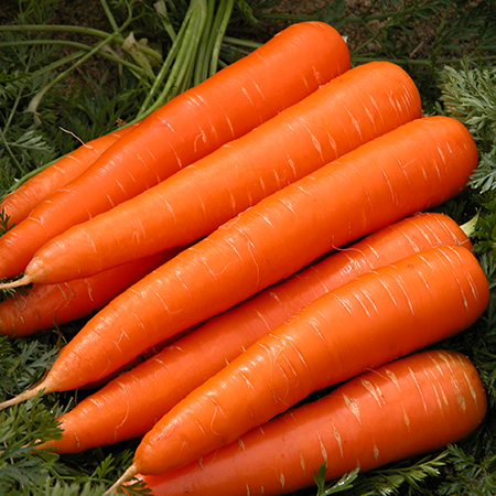 Carrot Carrier Oil (Macerated)
