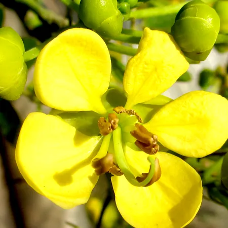 Cassia Essential Oil 1