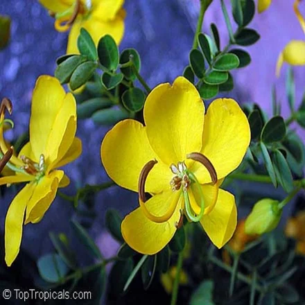 Cassia 1