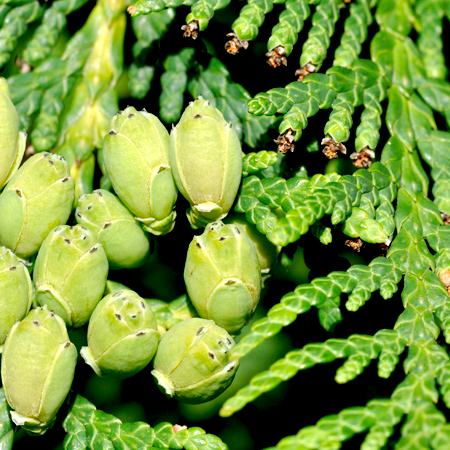 Cedar Leaf Thuja Essential Oil