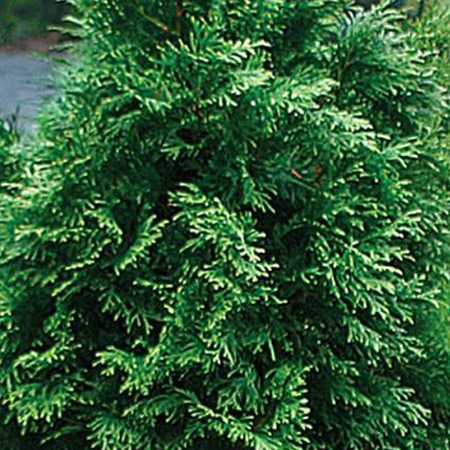 Cedarleaf (Thuja) Pure Floral Waters