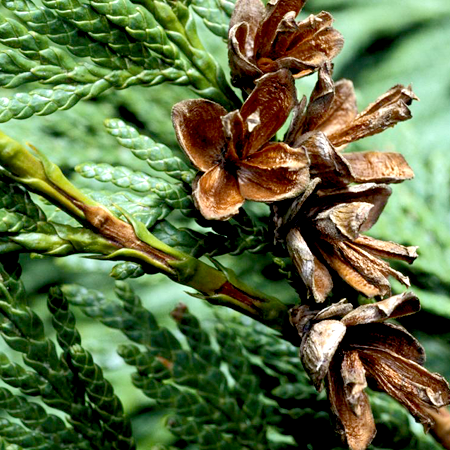 Cedarwood Essential Oil Texas