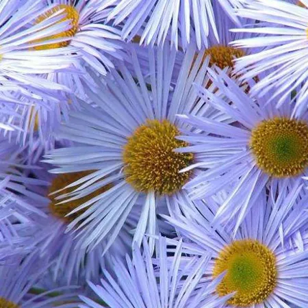 Chamomile Blue Pure Floral Waters 1