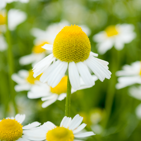 Chamomile German Hungary Essential Oil