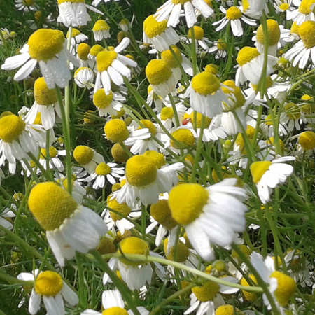 Chamomile German Nepal Essential Oil