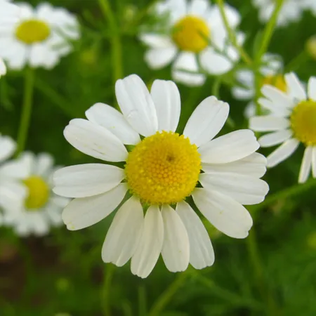 Chamomile German oil - Certified Organic 1