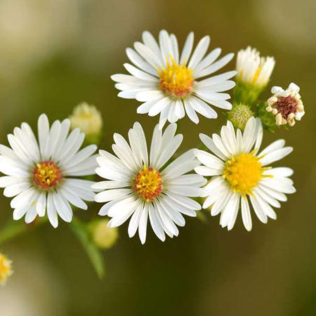 Chamomile Roman Essential Oil