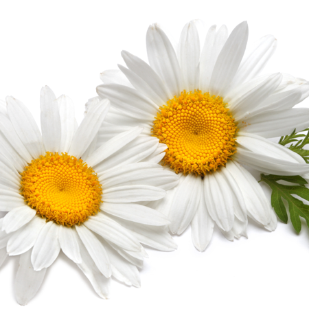 Chamomile Roman oil - Certified Organic 