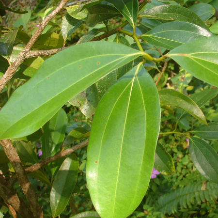 Cinnamon Leaf Essential Oil