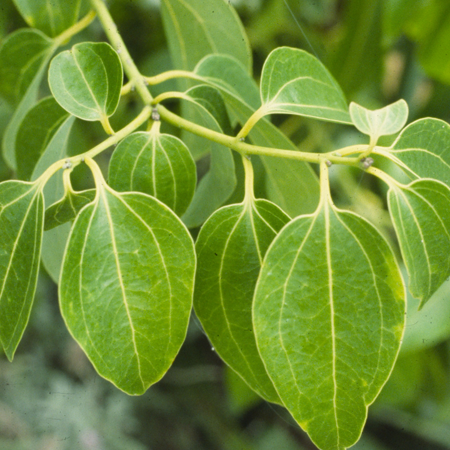 Cinnamon Leaf Organic Essential Oil