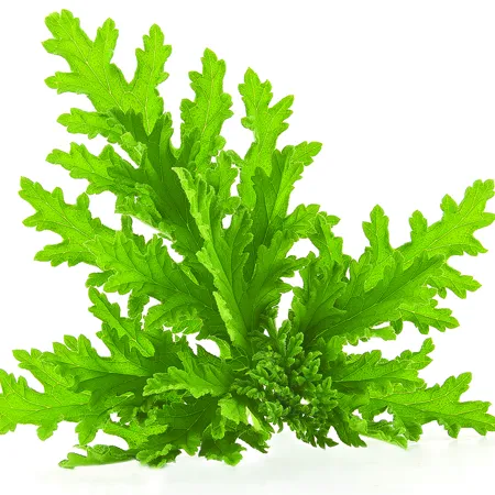 Citronella oil - Certified Organic 1