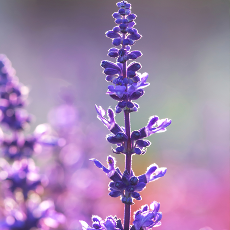 Clary Sage Essential Oil France