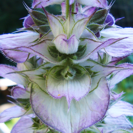 Clary Sage Essential Oil Moldova