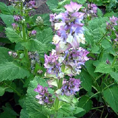 Clary Sage Pure And Natural Floral water 1