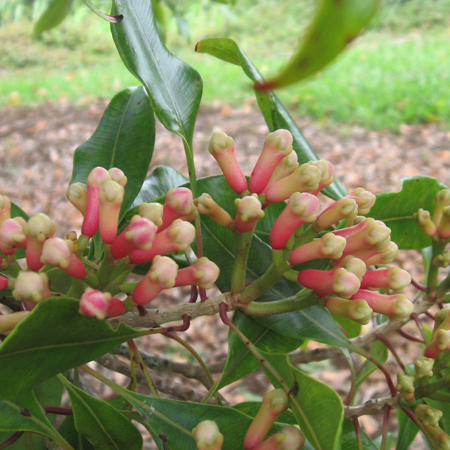 Clove Bud Indonesia Essential Oil