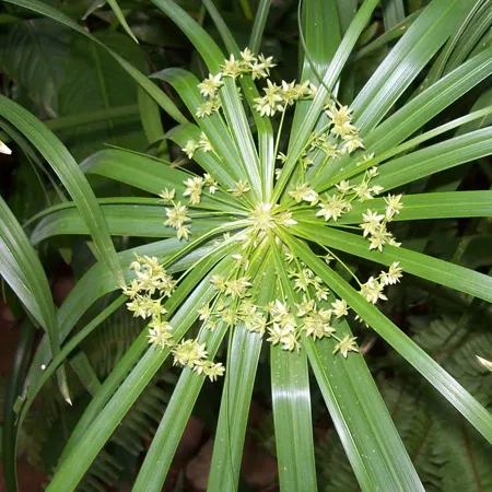 Cypriol Oil 1